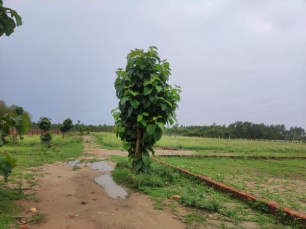 WhatsApp Image 2024-03-20 at 7.38.33 PM